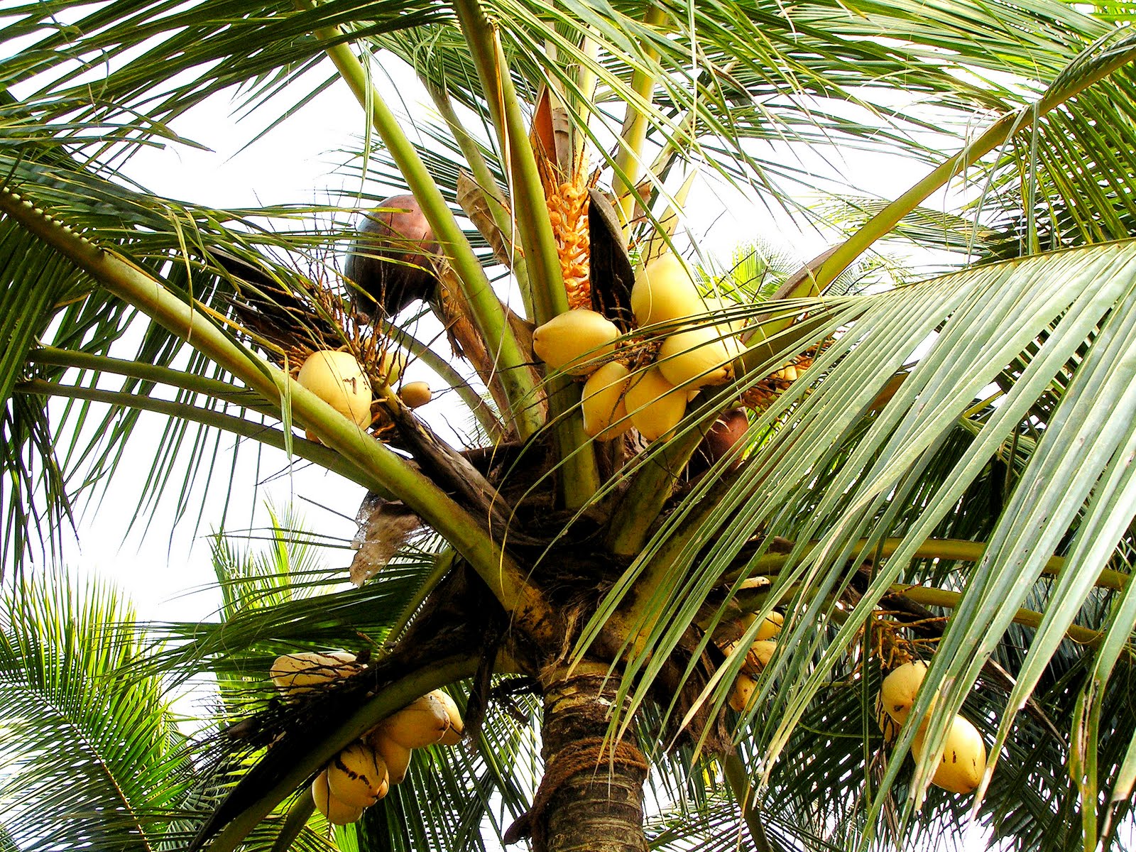 TheState Drink of Kerala!