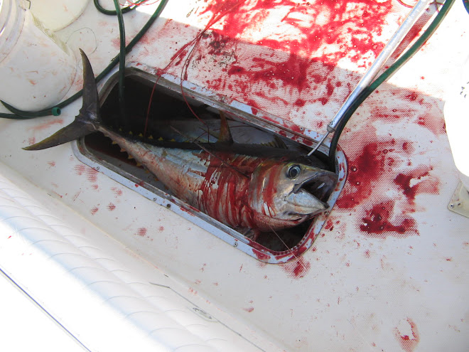 Yellow Fin Tuna