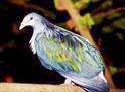 Rawa Aopa Watumohai, pariwisata kota sulawesi tenggara, scarce bird, endemic bird