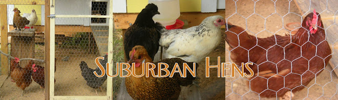 Suburban Hens
