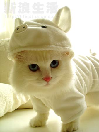 [pigcat3.jpg]