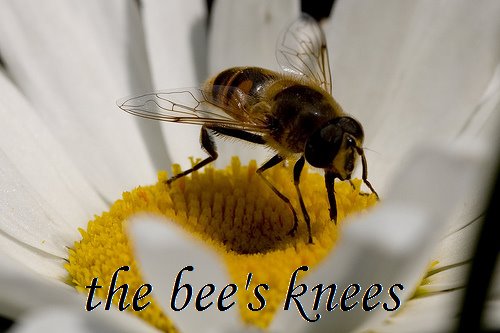 The Bee's Knees.