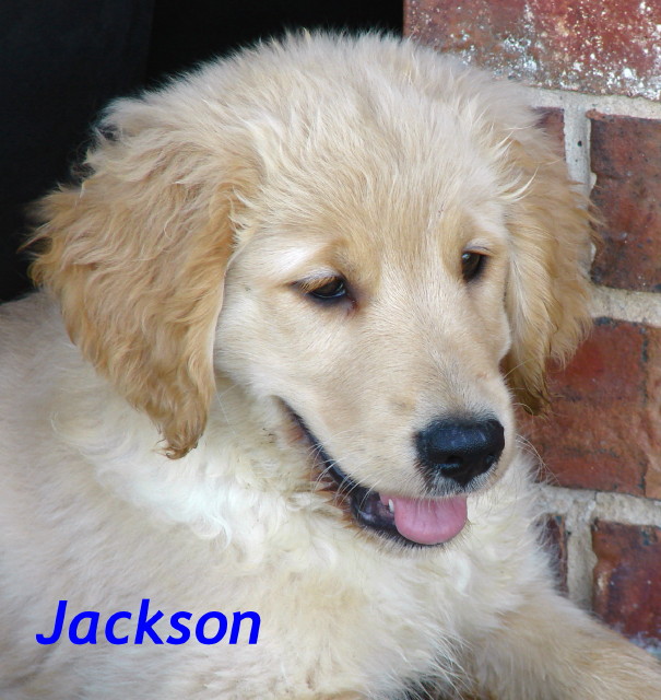 Jackson