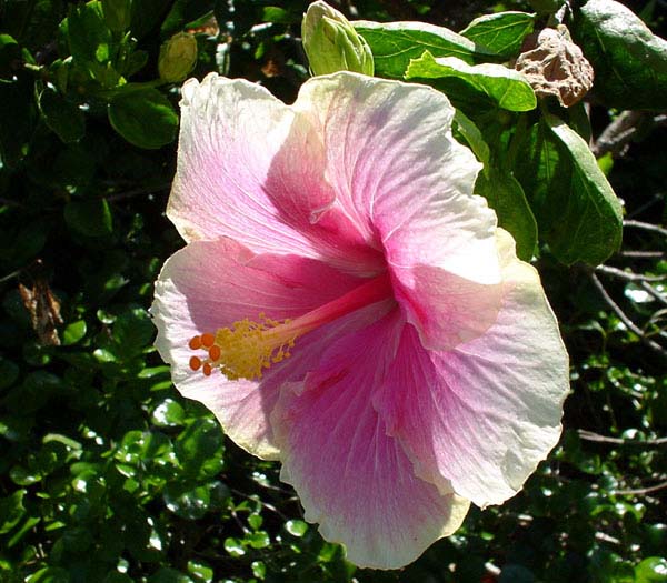 Artificial Flowers and Arrangements For Sale and Order HIBISCUS FLOWERS 4