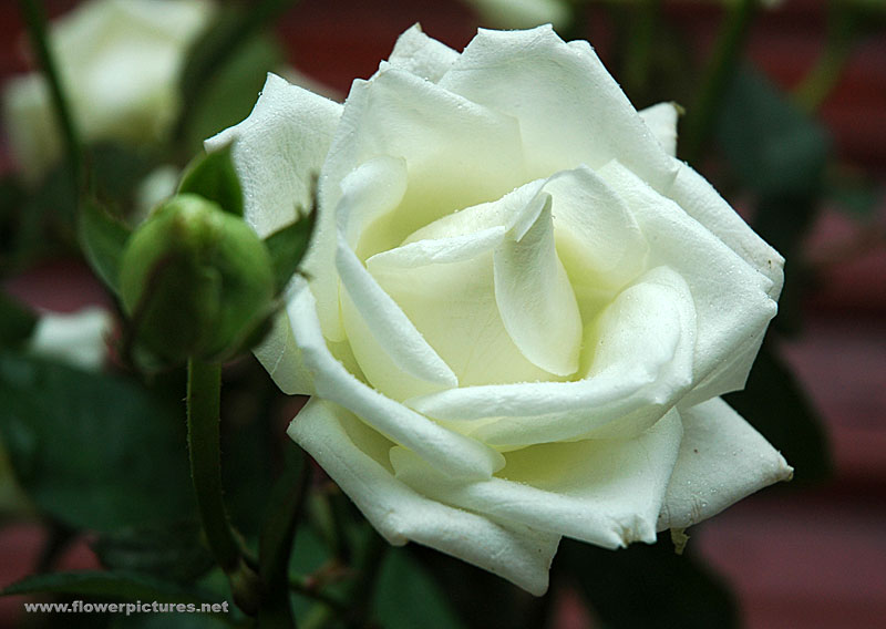 Artificial Flowers and Arrangements For Sale and Order: FRESH WHITE ROSES