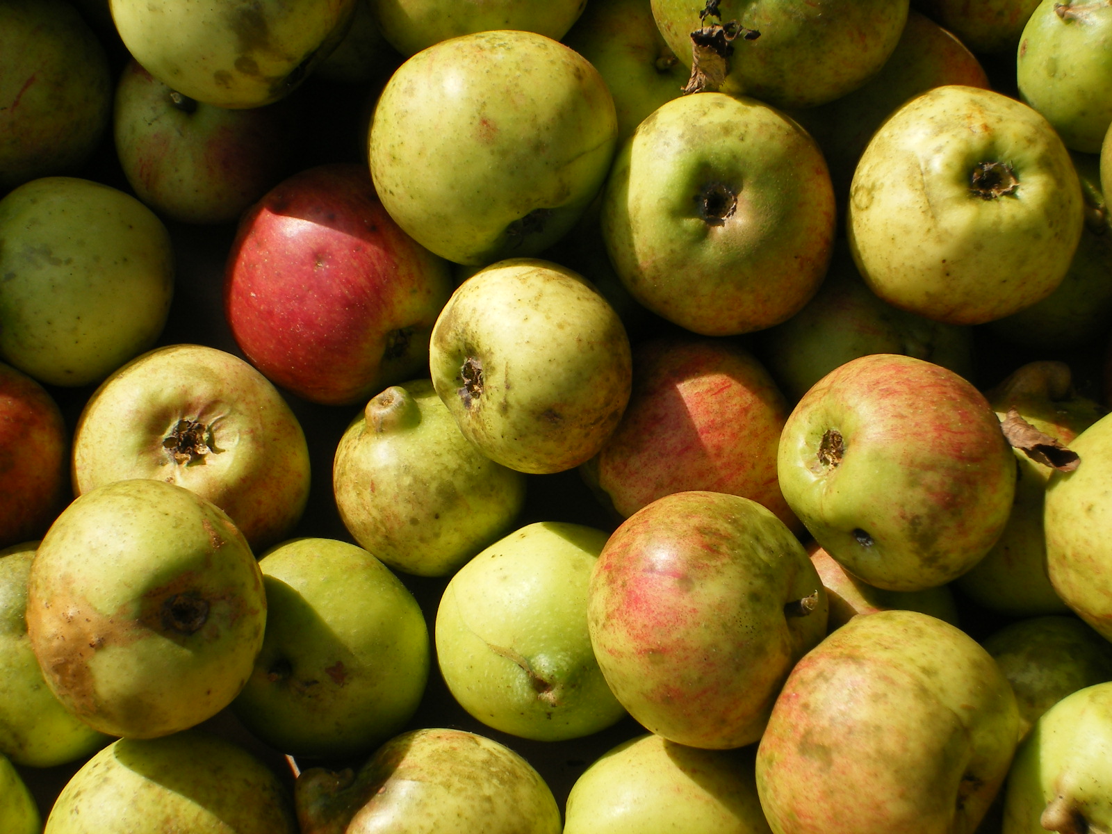 [2008_09305thJuly20070075.JPG]