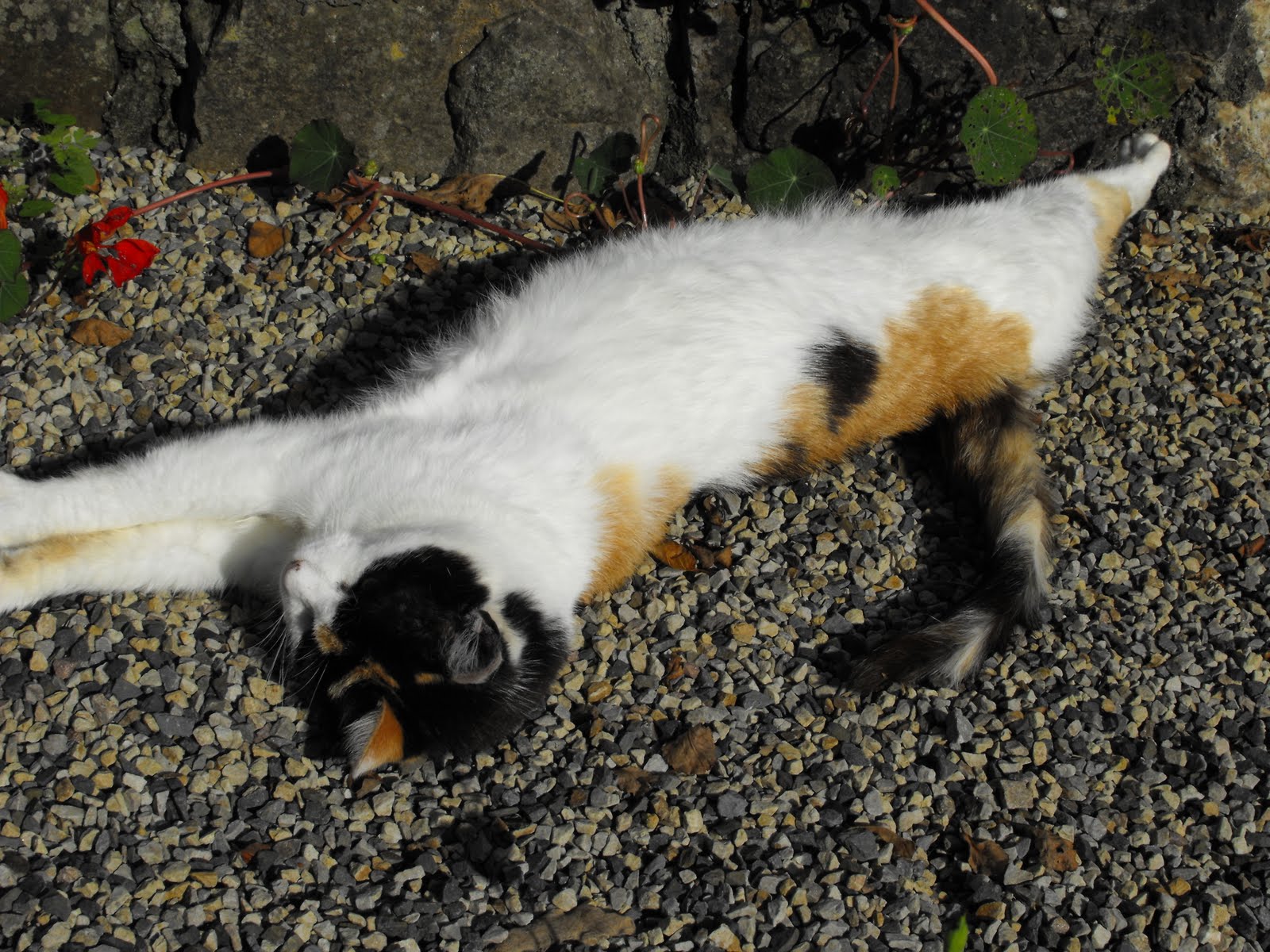 [2009_08255thJuly20070045.JPG]