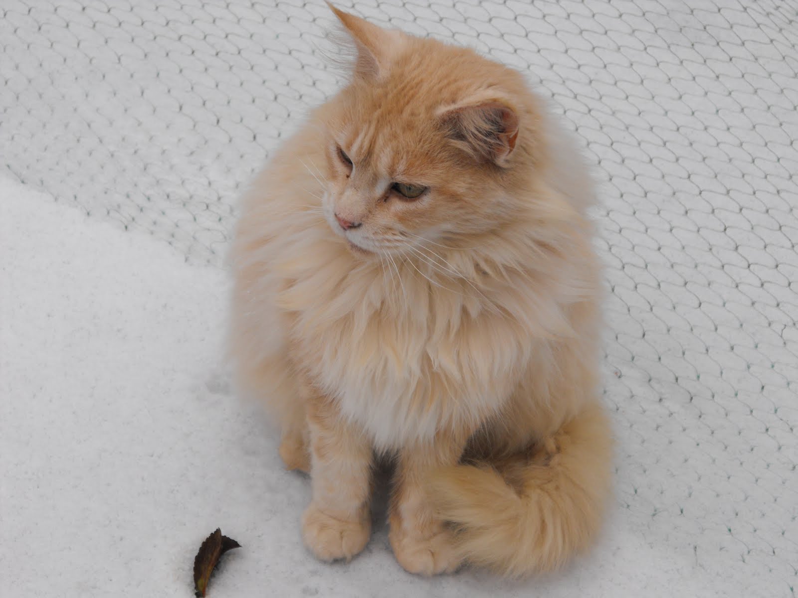 [2009_12232009Septcarewcastle0013.JPG]