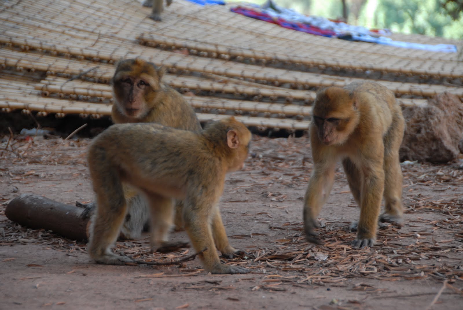 how-many-members-does-a-gym-usually-have