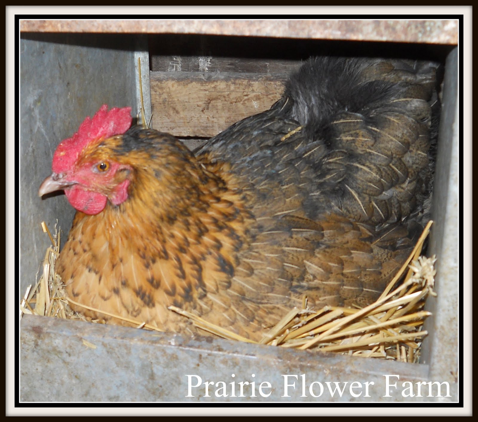 Prairie Flower Farm Chickens Eating Their Eggs!