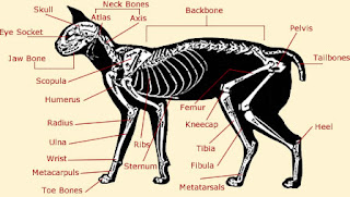 cats Skeleton |Cat Names|cats and dog types