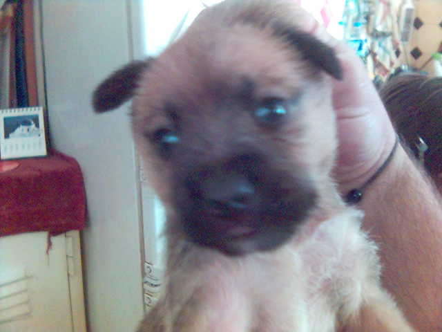 ΣΙΣΗΣ ΠΑΙΔΙ