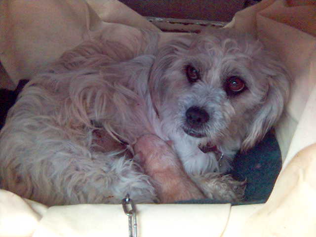 1η ΓΕΝΝΑ ΤΗΣ ΣΙΣΗΣ