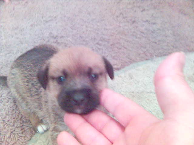 ΟΜΟΡΦΟΥΛΗΣ