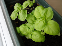 The baby basil have finally grown a little - hopefully I get at least some leaves out of it.