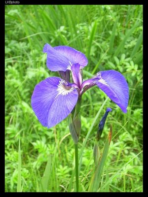 Love should grow up like a wild iris essay 08 picture