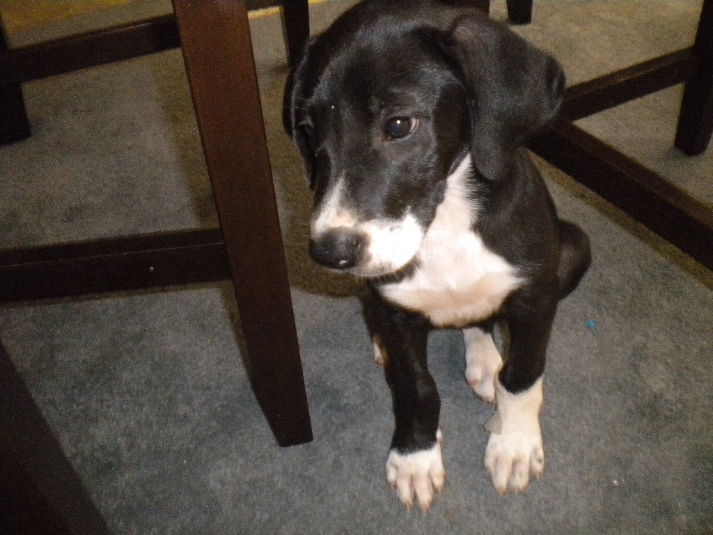 Kuppy Kakes by Kristin Kidney Stones, Kuppies, & Puppies