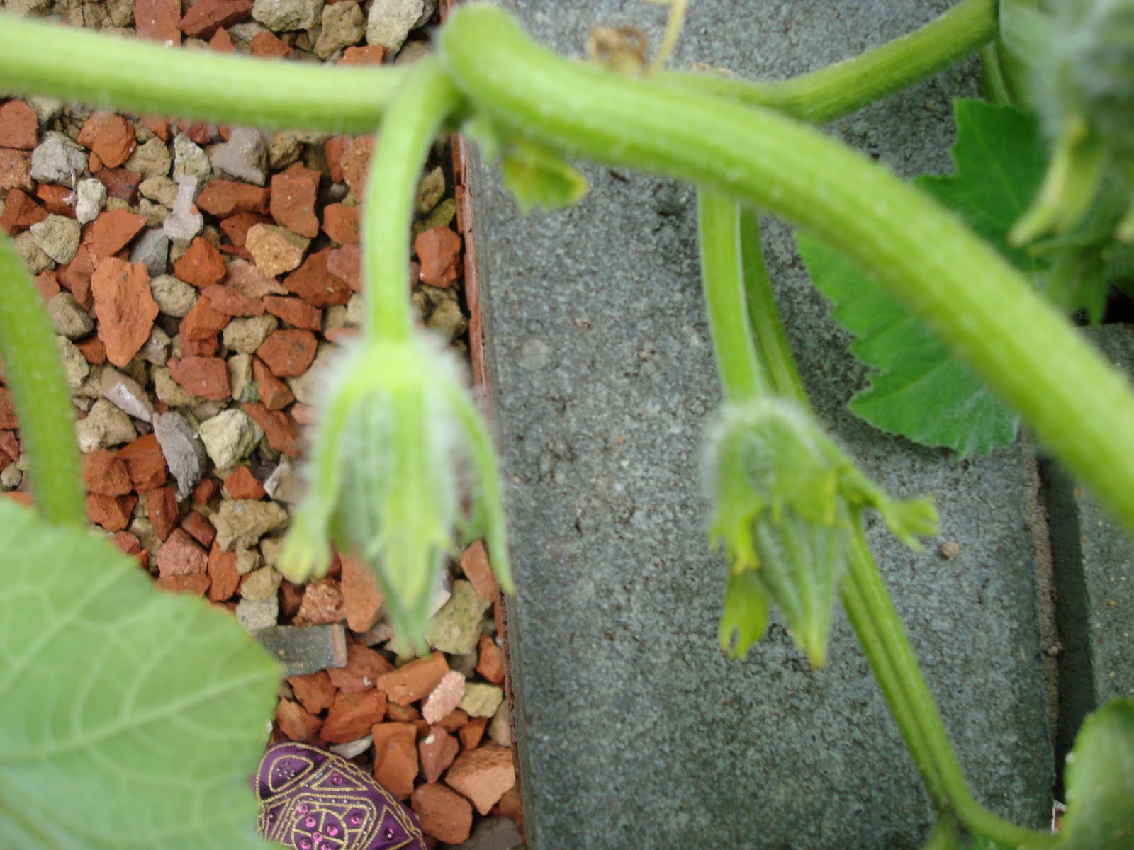 Christine's Chatter Butternut Squash