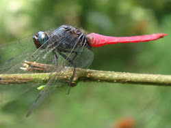 Crimson-tailed marsh hawk dragonfly