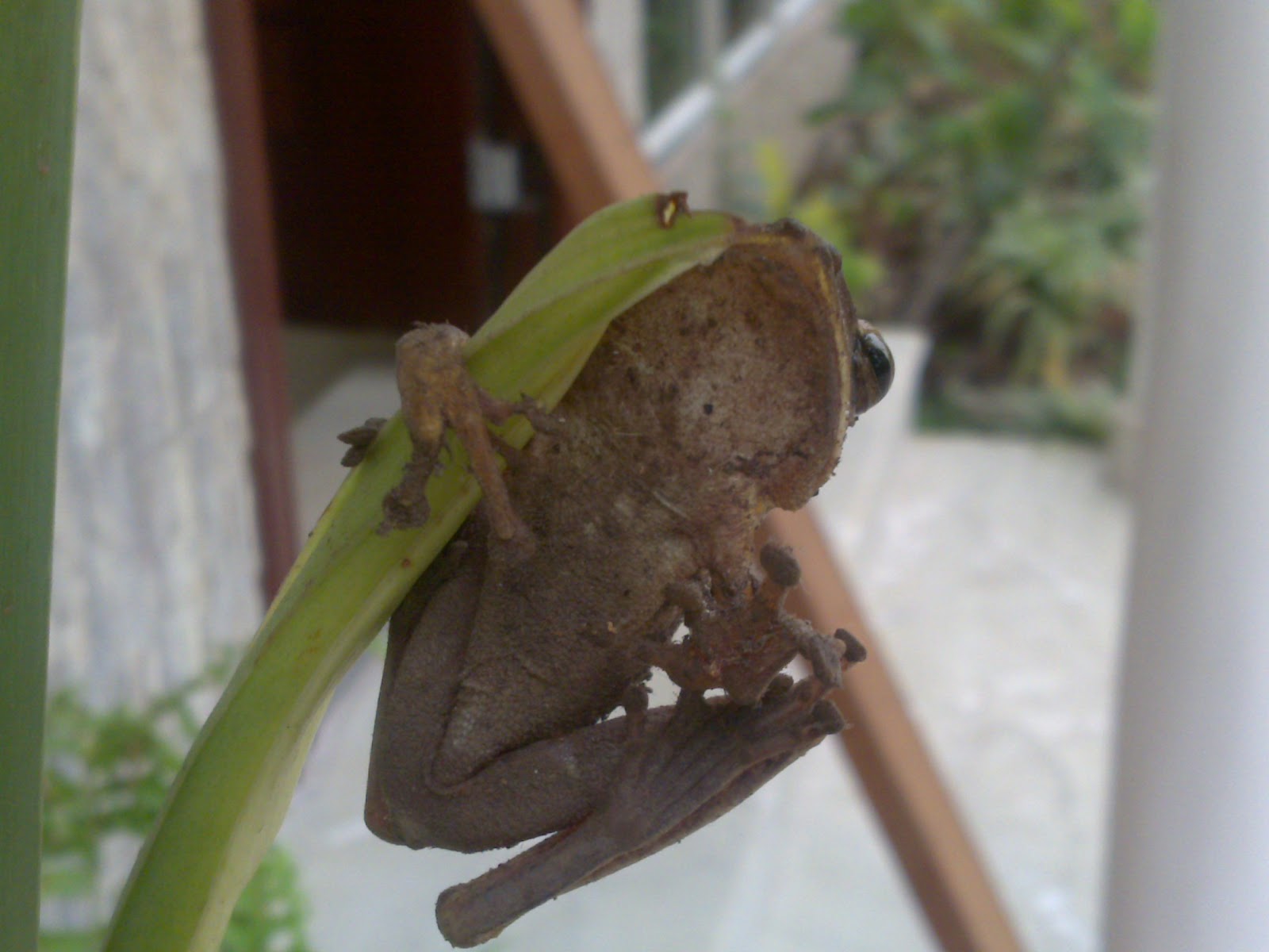 Nature Rambles The Common Indian Tree Frog nature-rambles-the-common-indian-tree-frog
