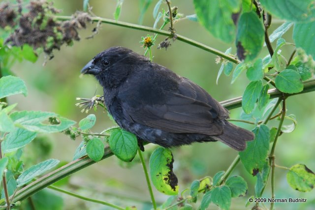 Amuse-gueule: Darwin's Finches