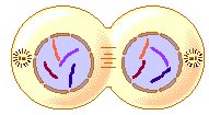 [telofase.bmp]