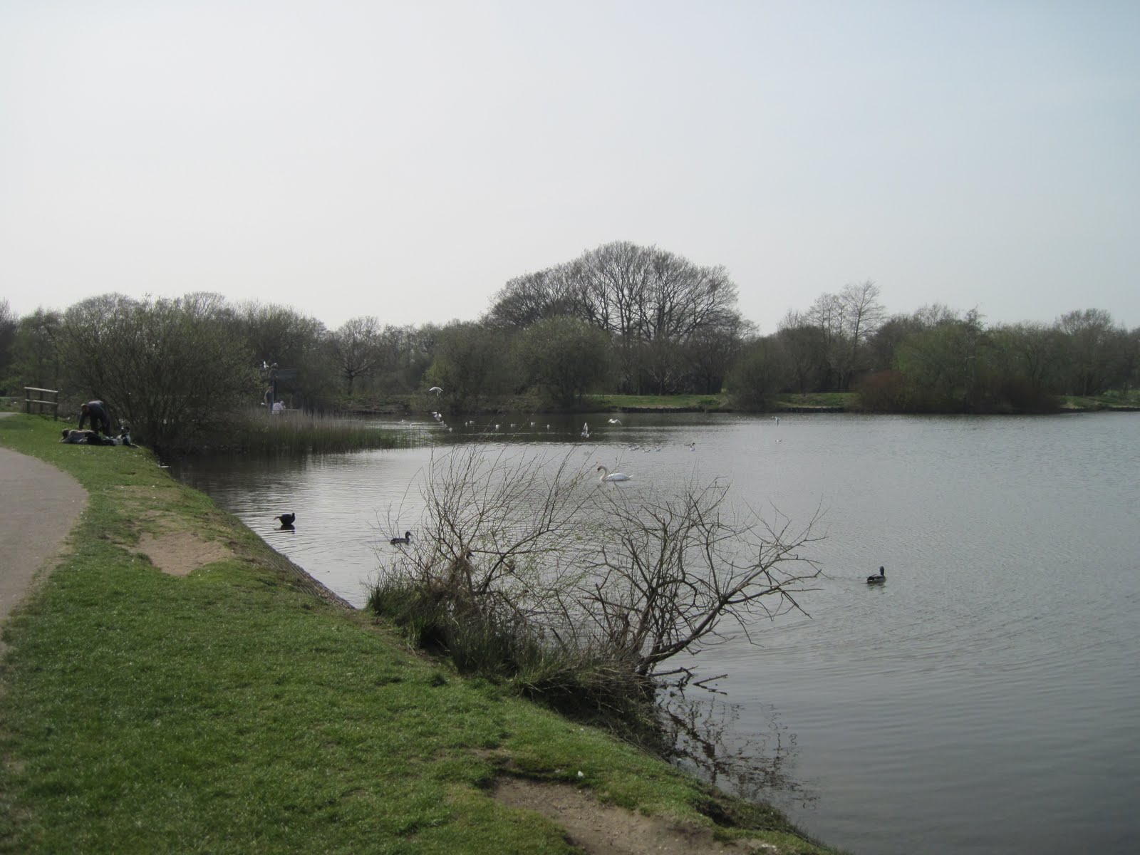 Where Beechmast Falls An April walk around the lake at Moors Valley