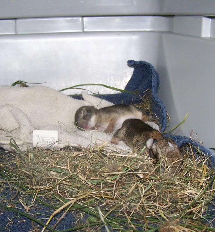 Past Memories Baby Rabbits Memory