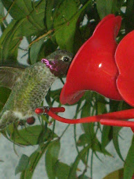 Had your hummingbird fix yet?