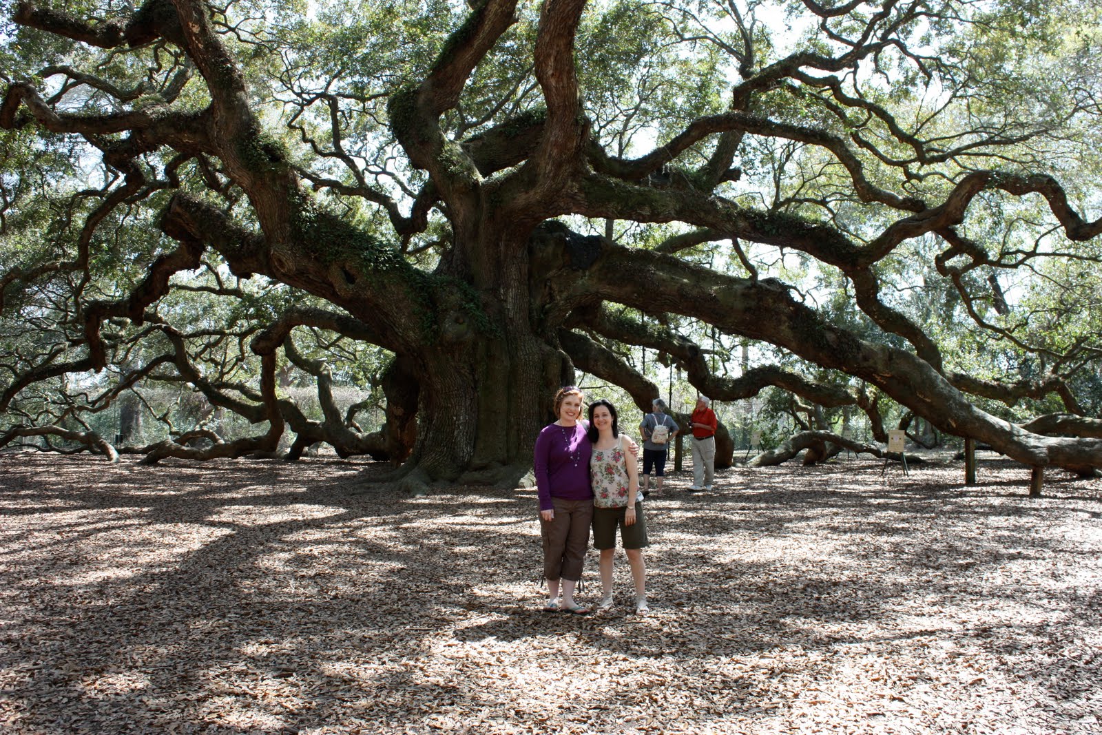 The Starshine Report Day 4 Angel Oak and Kiawah Island