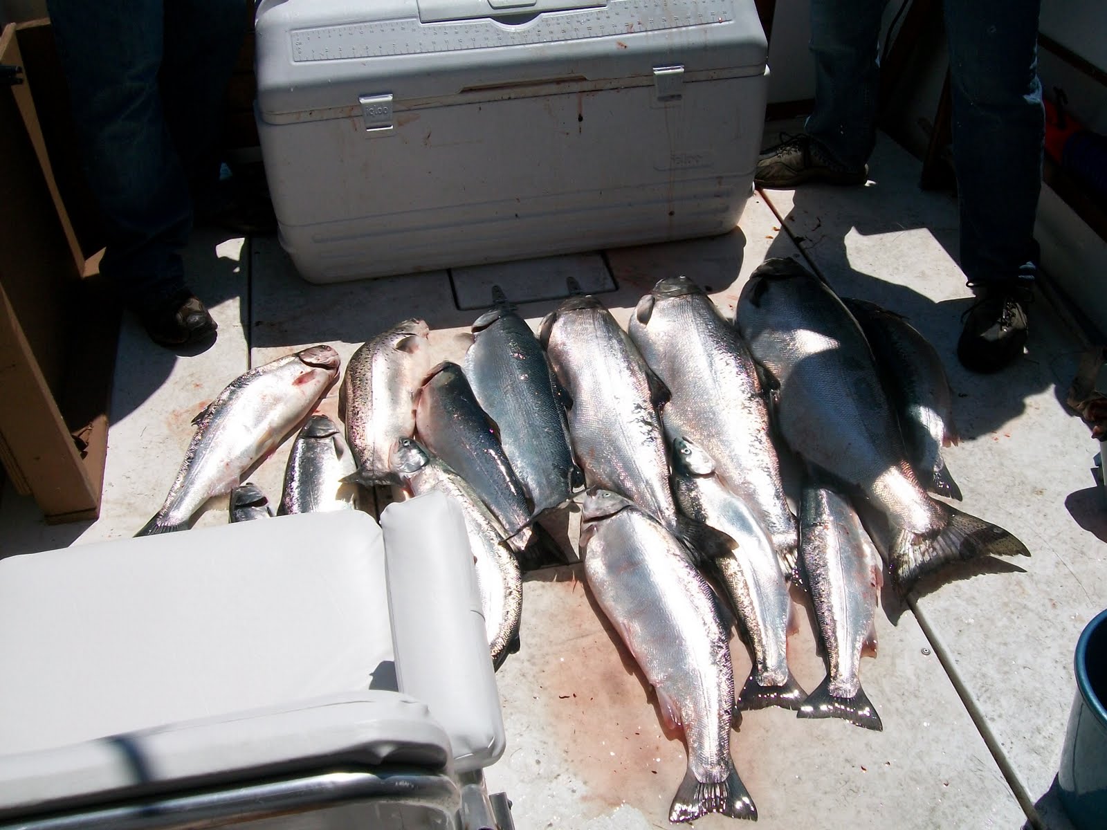 guide Lac Ontario saumon chinook . coho et truite steelhead
