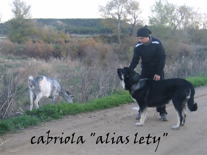 CABRIOLA DE DUELOS Y QUEBRANTOS