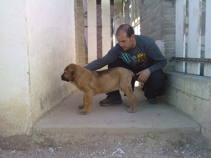 CACHURRA DE LOS CACHURROS DE LUCHAN  con 2 meses
