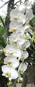 Phalaenopsis amabilis var. formosana