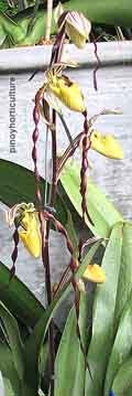 Paphiopedilum philippinense