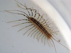 do house centipedes hate light 3