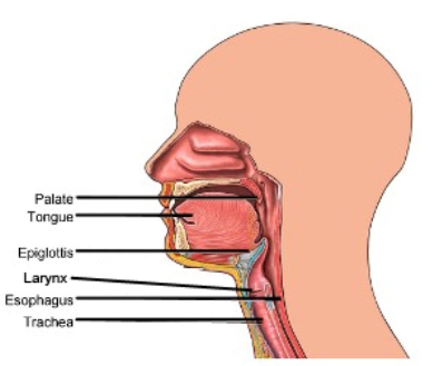The Green Sanctuary: What Is Epiglottitis