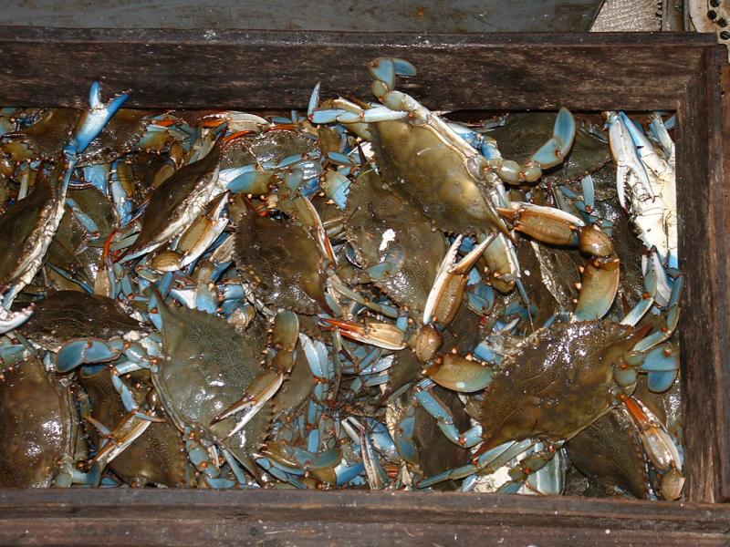 The Green Sanctuary Health benefits derived from Crab Meat