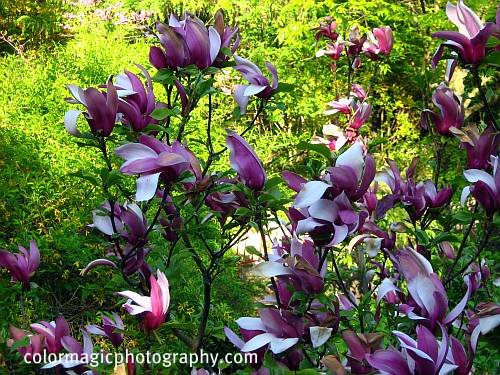 saucer magnolia tree flowers. saucer magnolia tree flowers. saucer magnolia tree flowers.