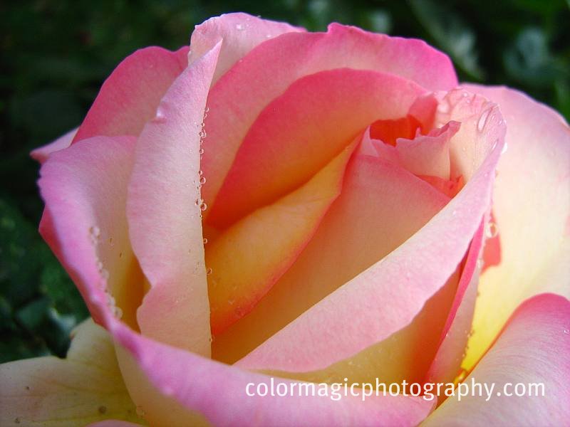 [Raindrops+on+pink+rose.jpg]
