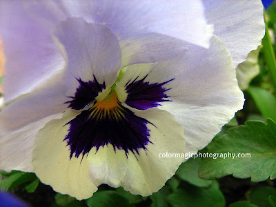 White pansy with violet patches-macro