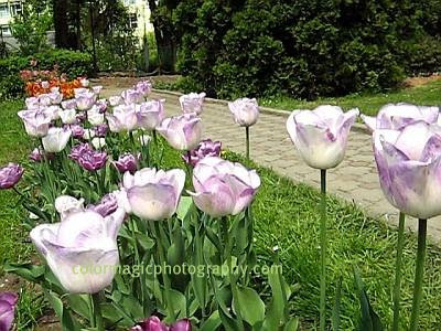 White purple tulips