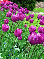 tulips purple tulip flowers flower roses pretty among walking learn