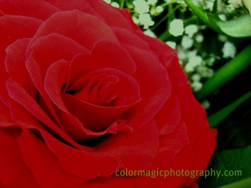 Dark red velvet rose petals