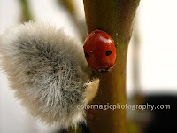 Two spot ladybug-Adalia bipunctata-macro