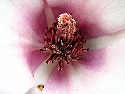 Middle of a magnolia flower-macro photo
