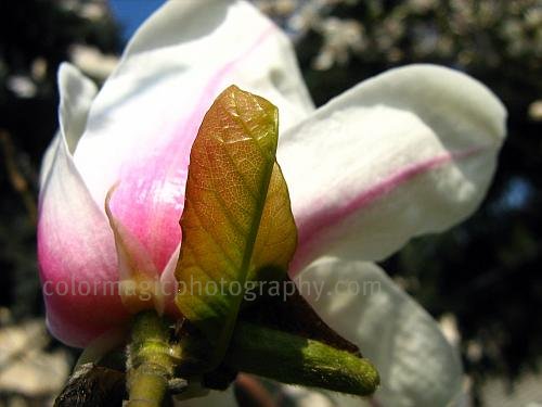 White magnolia-macro