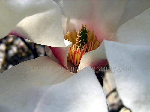 Middle of a white magnolia-macro