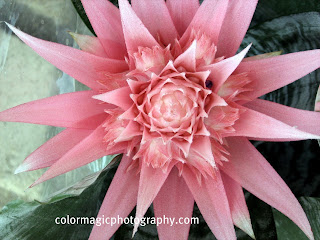 pink achmea flower close up