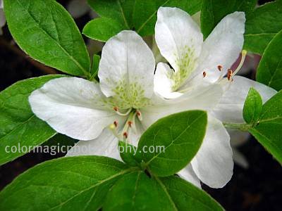 Recollections Of A Vagabonde April 2015